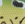 0001_Spro_Chibi_Shad_40_LL_[Leopard_Frog].jpg